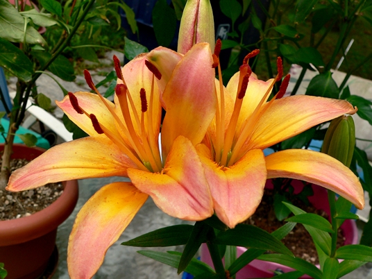 {Hemerocallis fulva}